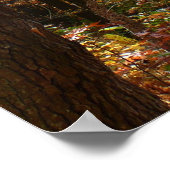 Sunlit Herbstweg im Laurel Hill Staat Park Poster (Ecke)