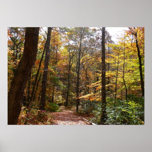 Sunlit Herbstweg im Laurel Hill Staat Park Poster (Vorne)