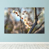 Sunlit Japanisch Apricot Sakura Weiße Blume Leinwanddruck (Insitu (Holzboden))