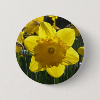 Sunlit Narzisse Button