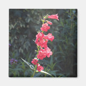 Sunlit Pink Penstemon Blume Sprig Magnet (Vorne)