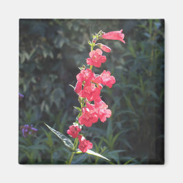 Sunlit Pink Penstemon Blume Sprig Magnet