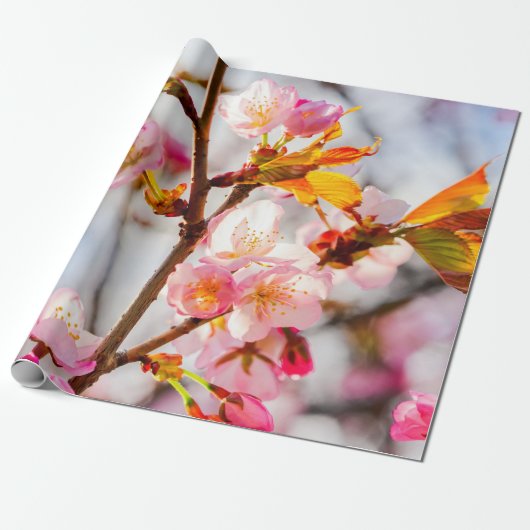 Sunlit Pink Sakura Blume. Cherry Blossoms Geschenkpapier (Ungerollt)