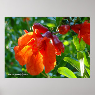 Sunlit Pomegranate Blume Poster