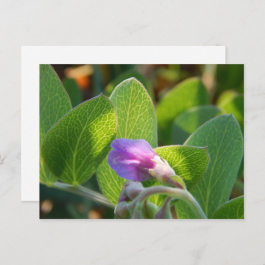 Sunlit Postkarte (Vorne/Hinten)