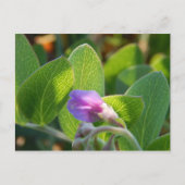 Sunlit Postkarte (Vorderseite)