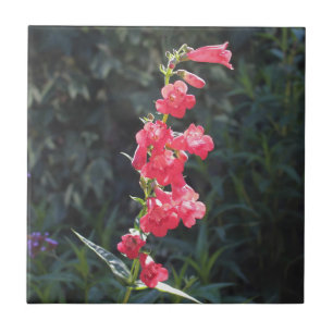 Sunlit rosa Penstemon-Blume Fliese