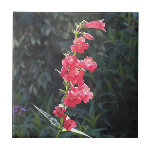 Sunlit rosa Penstemon-Blume Fliese (Vorderseite)