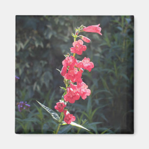 Sunlit rosa Penstemon-BlumeSprig Magnet