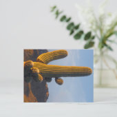 Sunlit Saguaro - Arizona Postkarte (Stehend Vorderseite)