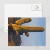 Sunlit Saguaro - Arizona Postkarte (Vorne/Hinten)