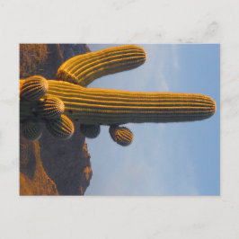 Sunlit Saguaro - Arizona Postkarte