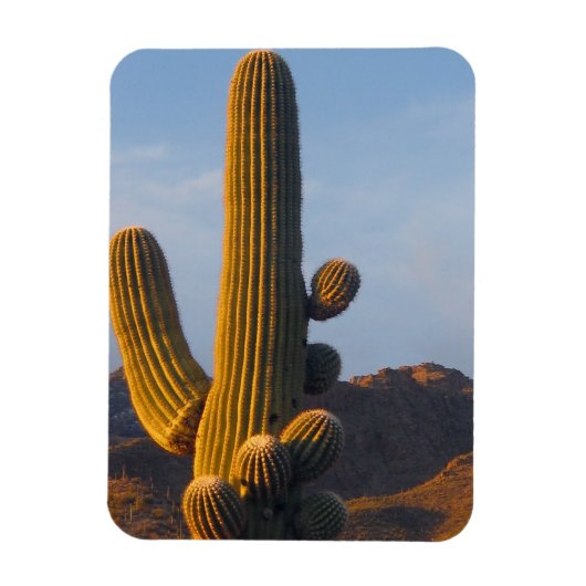 Sunlit Saguaro Cactus Magnet (Vertikal)
