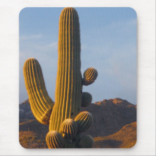 Sunlit Saguaro Cactus - Mousepad