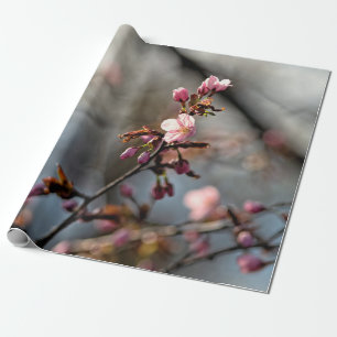 Sunlit Sakura Blume gegen den wolkigen Himmel Geschenkpapier