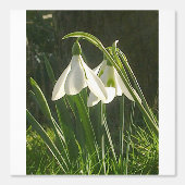 Sunlit Snowdrops Wallpaper Tapete (Vorderseite)