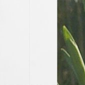 Sunlit Snowdrops Wallpaper Tapete (Naht)