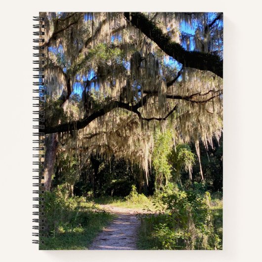 Sunlit Spanish Moss Notizblock (Vorderseite)