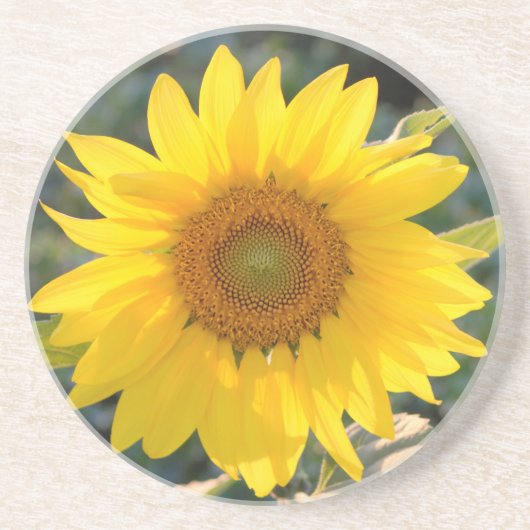 Sunlit Sunflower Sandstone Untersetzer (Vorne)