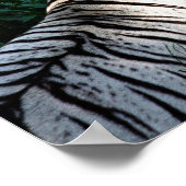 Sunlit Tigerposter Poster (Ecke)