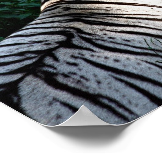 Sunlit Tigerposter Poster (Ecke)