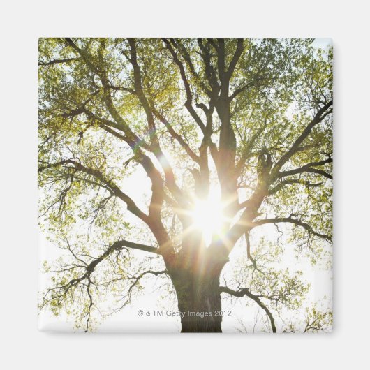 Sunlit Tree Magnet (Vorne)