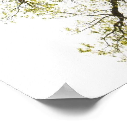 Sunlit Tree Poster (Ecke)