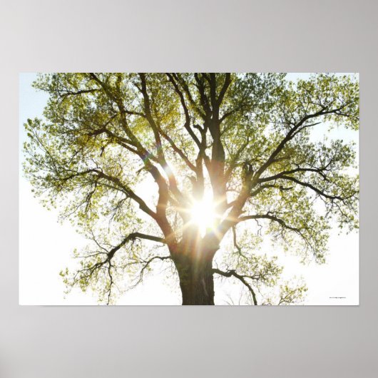 Sunlit Tree Poster (Vorne)