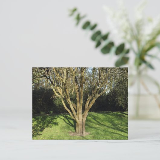 Sunlit Tree Postkarte (Stehend Vorderseite)