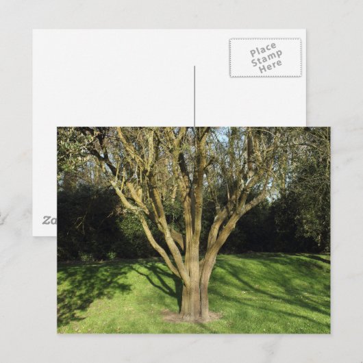 Sunlit Tree Postkarte (Vorne/Hinten)