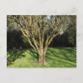 Sunlit Tree Postkarte (Vorderseite)