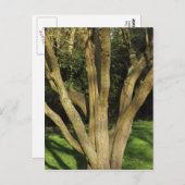 Sunlit Tree Postkarte (Vorne/Hinten)