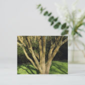Sunlit Tree Postkarte (Stehend Vorderseite)