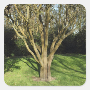 Sunlit Tree Quadratischer Aufkleber
