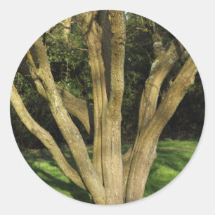 Sunlit Tree Runder Aufkleber