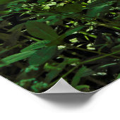 Sunlit Underwachstum. Blackweir Woods, Cardiff Poster (Ecke)