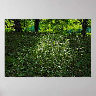 Sunlit Underwachstum. Blackweir Woods, Cardiff Poster