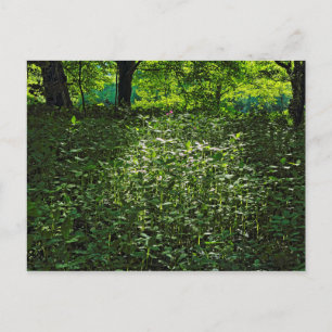 Sunlit Underwachstum. Blackweir Woods, Cardiff Postkarte