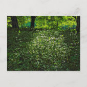 Sunlit Underwachstum. Blackweir Woods, Cardiff Postkarte (Vorderseite)