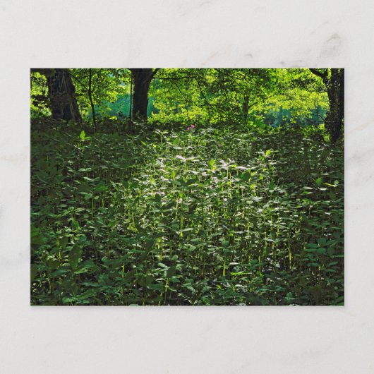 Sunlit Underwachstum. Blackweir Woods, Cardiff Postkarte (Vorderseite)