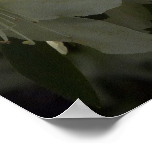 Sunlit White Azaleas Schöne Frühlingsblumen Poster (Ecke)