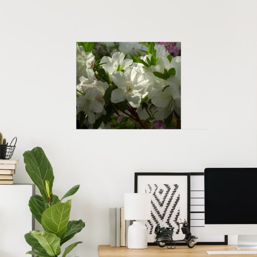 Sunlit White Azaleas Schöne Frühlingsblumen Poster (Heimbüro)