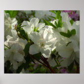 Sunlit White Azaleas Schöne Frühlingsblumen Poster (Vorne)