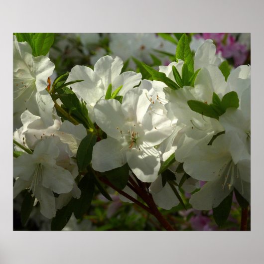 Sunlit White Azaleas Schöne Frühlingsblumen Poster (Vorne)