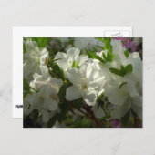Sunlit White Azaleas Schöne Frühlingsblumen Postkarte (Vorne/Hinten)