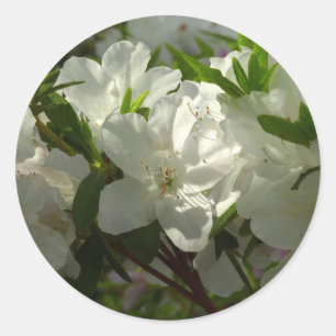 Sunlit White Azaleas Schöne Frühlingsblumen Runder Aufkleber