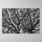 Sunlit Winter Branches (B&W) Poster (Vorne)