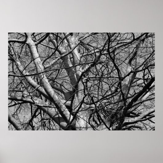 Sunlit Winter Branches (B&W) Poster (Vorne)