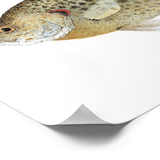 Sunnies Poster (Ecke)