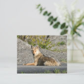 Sunning Coyote Postkarte (Stehend Vorderseite)